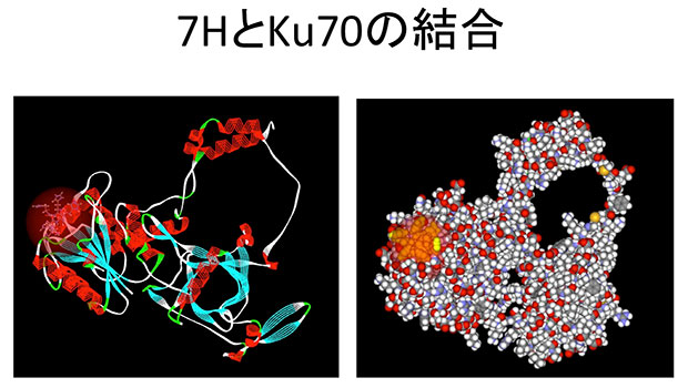 7HとKu70の結合