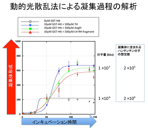 動的光散乱法による凝集過程の解析