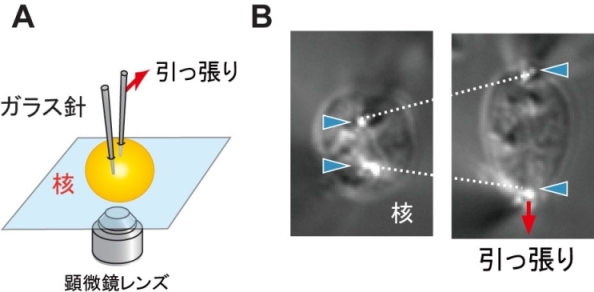 図2.(A)核に2本の細いガラス針を刺し、引っ張る。(B)核の変形とガラス針のたわみを顕微鏡で同時に観察して弾性を測定できる。