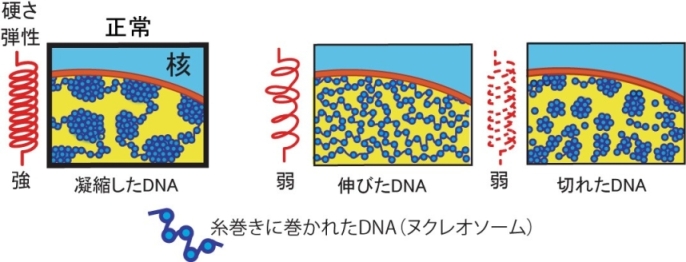 図3.DNAが凝縮し塊を作ることによって、バネ弾性が産み出される(左)。DNAが引き延ばされたり(中央)、切れたりすると(右)、バネが弱くなる。核の中ではDNAは糸巻きであるヒストンたんぱく質に巻かれて、ヌクレオソームと呼ばれる構造をつくっている。
