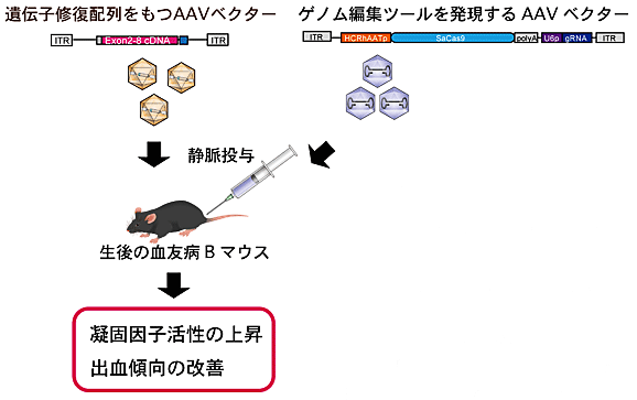 今後の期待