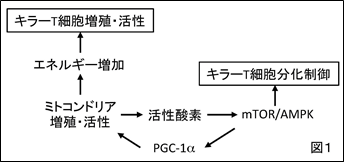 説明図／1枚目（キラーT細胞増殖・活性の図）説明は本文中に記載