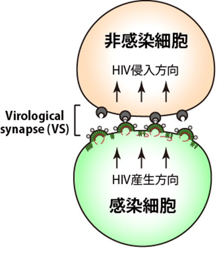 図1  Virological Synapseを介した細胞－細胞間感染