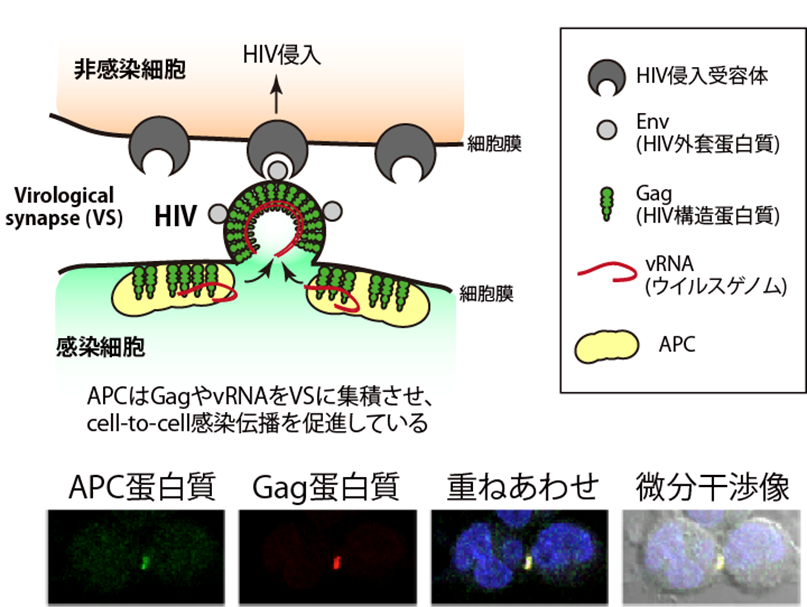 図2Cell-to-cell感染におけるAPCの役割