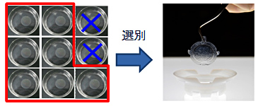 再生医療製品の有効性予測支援システムのイメージ図