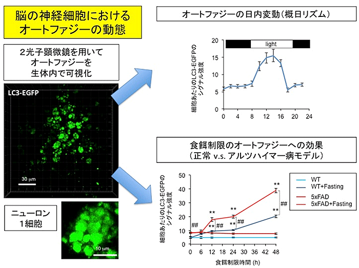 説明図（脳の神経細胞におけるオートファジーの動態）