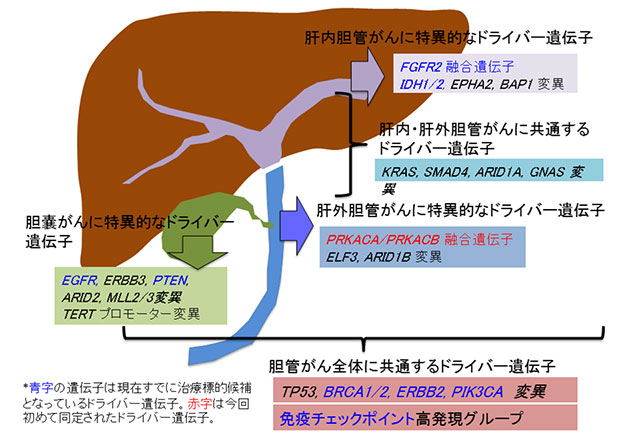 図1:世界最大の胆道がんゲノム解読研究によって、新規のものも含めドライバー遺伝子の全貌を明らかにした