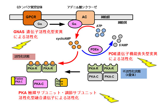 図2：プロテインキナーゼA（PKA）経路が胆道がんにおける新たなドライバー分子経路であることを同定