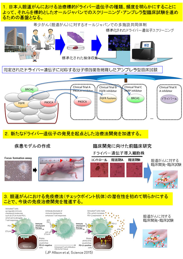 図5：今回の研究成果が今後の胆道がんの治療をどう変えるのか？