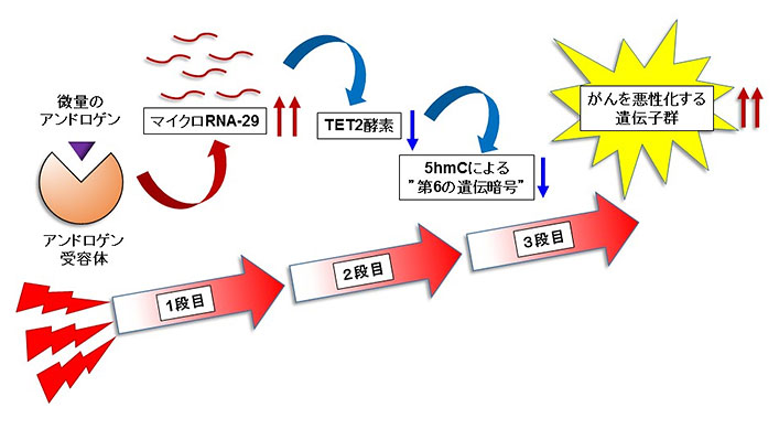 図1. 新たに発見された3段ロケット方式のエピゲノム指令により、ホルモン療法が効かない耐性がんに至る仕組み
