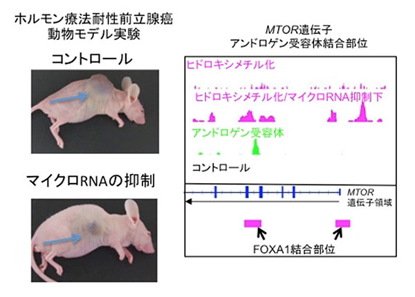 図2. マイクロRNA-29の働きを抑えると、ホルモン療法が効かない耐性化したがんの増殖が抑えられる。