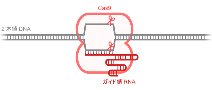 図1. CRISPR-Cas9を利用したゲノム編集