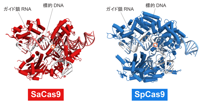 図2. SaCas9とSpCas9の分子構造の比較