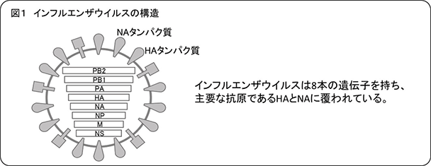 図1：インフルエンザウイルスの構造