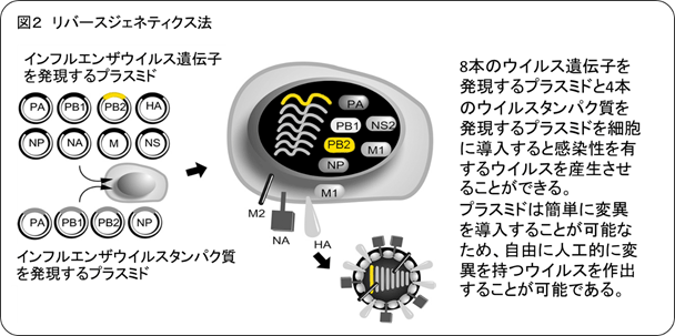 図2：リバースジェネティクス法