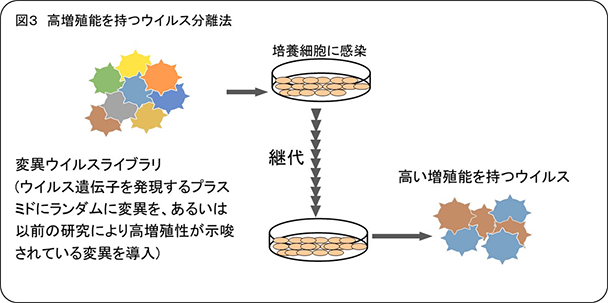 図3：高増殖能を持つウイルス分離法