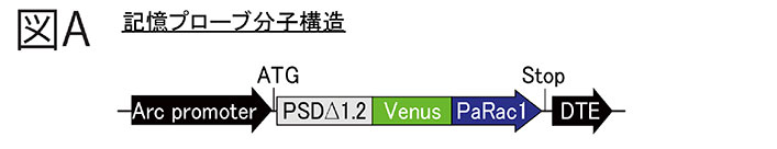 図A　記憶プローブ分子構造