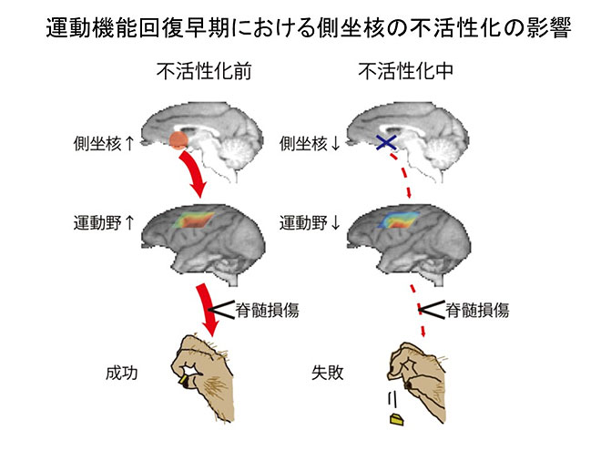 図1. 運動機能回復の早期において側坐核を不活性化すると、運動野の活動が低下し、回復したはずの手の巧緻性運動が障害される