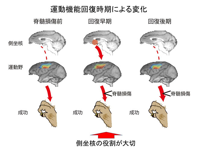 図2. やる気や頑張りが運動機能回復を支える神経メカニズム