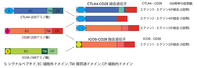 図5：ATLで認められるCTLA4-CD28およびICOS-CD28融合タンパク
