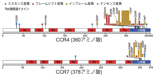 図6：CCR4およびCCR7の分子が途中で切断されるタイプの変異