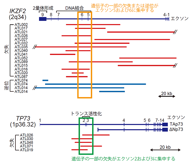 図7: ATLに特徴的なIKZF2およびTP73の遺伝子内の欠失または逆位