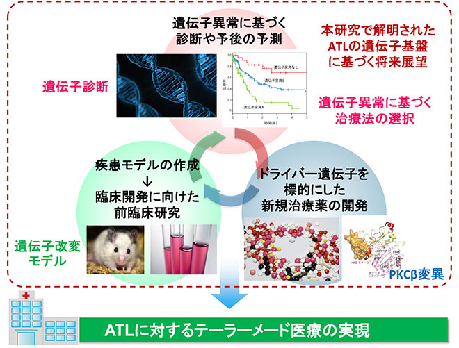 図9：本研究で明らかにされたATLの遺伝子異常に基づく今後の展望