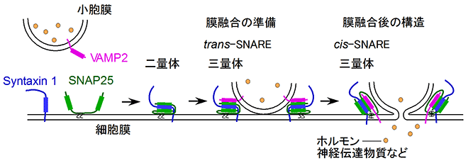 図1　膜融合の基本機構とSNARE蛋白質（SNAP25、Syntaxin1、VAMP2）