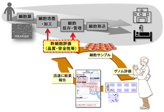 図5．アレイCGH法の導入イメージ