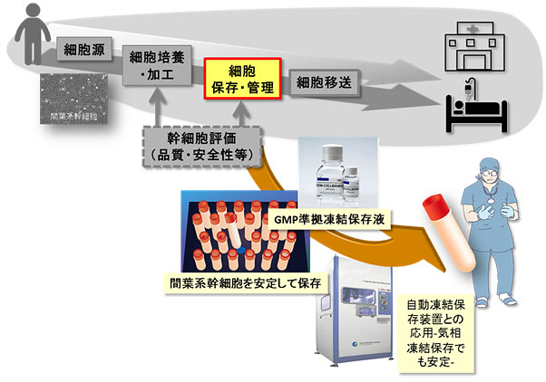 図7．GMP準拠凍結保存液による間葉系幹細胞保存のイメージ