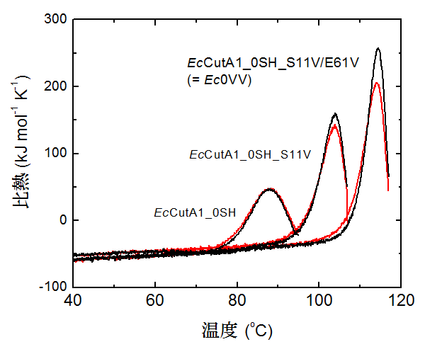 図2　EcCutA1_0SHとその疎水性変異型の熱変性反応の可逆性