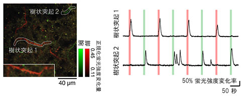図3 神経細胞の樹状突起から記録した感覚応答