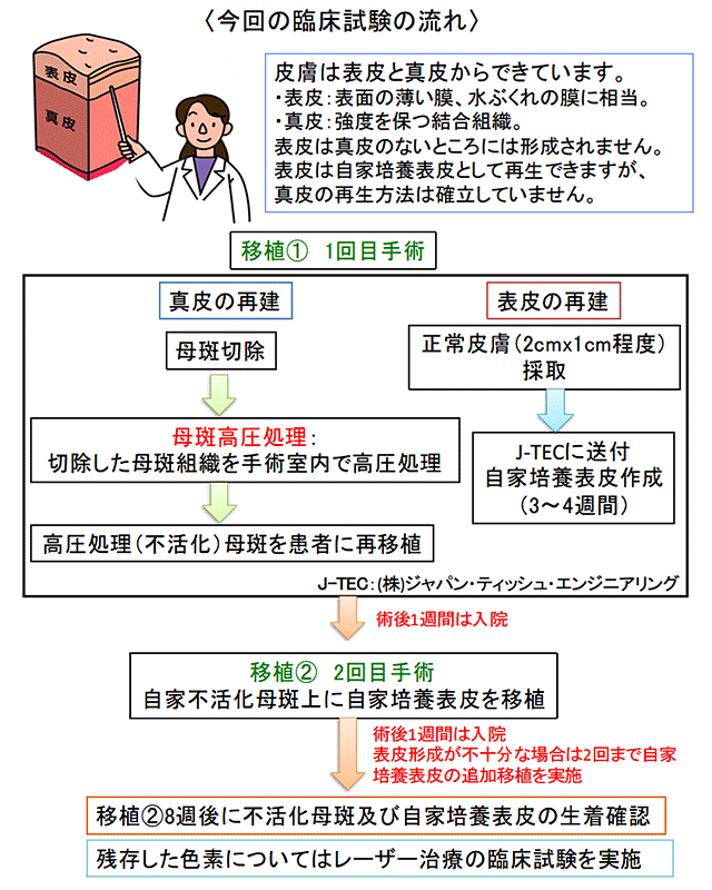 今回の臨床試験の流れ