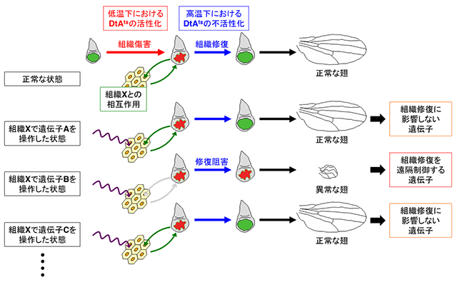 説明図・1枚目