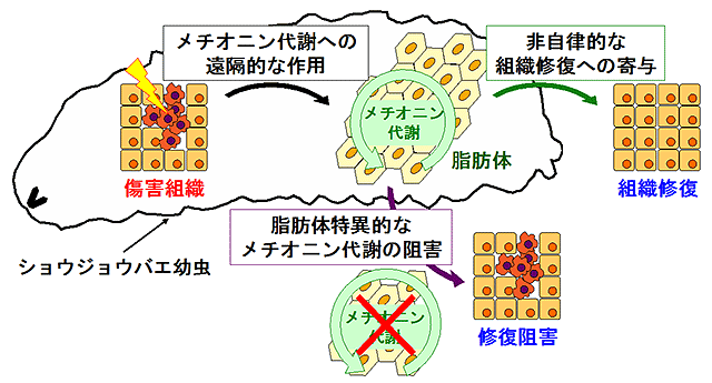 説明図・2枚目