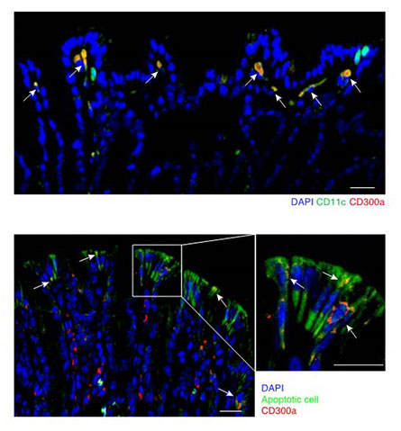 図2．CD300aは腸管樹状細胞に発現し、腸管上皮アポトーシス細胞と近接している。上図：腸管粘膜固有層でDC11cを発現する樹状細胞（緑）上にCD300a（赤）が発現している。下図：腸管上皮アポトーシス細胞（緑）とCD300aが発現する細胞（赤）は近接している。（スケールバー、10μm）
