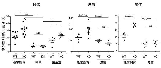 図3．腸管、皮膚、気管（気道）において、通常飼育下のCD300a遺伝子欠損マウス（KO）では、通常飼育下の野生型マウス（WT）と比較してヘルパーT細胞における制御性T細胞の割合が増加している。しかし、無菌下で飼育したKOマウスと無菌下で飼育したWTマウスでは、通常飼育下のマウスと比較し、制御性T細胞の数が減少し、また両者で差がなかった。これらのことから、CD300aは制御性T細胞の数を共生細菌依存性に抑制していることが示唆された。さらに、無菌下で飼育したマウスに、通常飼育したマウスの糞便を経口で投与すると、再び、KOマウスでWTに比較し、制御性T細胞の割合が増加した。