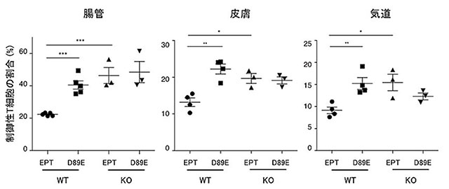 図4．野生型マウス（WT）の腸管、皮膚、気管（気道）において、CD300aとPSとの結合を遮断するタンパク質（D89E MFG-E8注1））を、それぞれ注腸、塗布、吸入すると、コントロールタンパク質（EPT MFG-E8注1））を同様に投与したマウスと比較して、ヘルパーT細胞の中における制御性T細胞の割合が増加した。しかし、CD300a遺伝子欠損マウスでは、両者で差はなかった。つまり、これらの粘膜組織における制御性T細胞の数はPSとCD300aの結合によって制御されていることが示された。