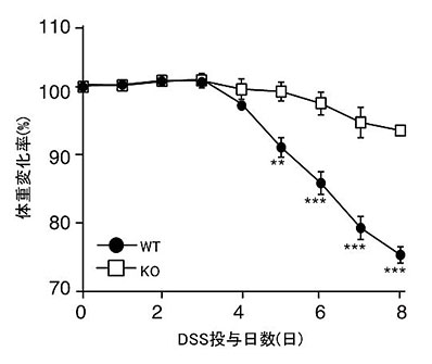 図5．野生型マウス（WT）とCD300a遺伝子欠損マウス（KO）にDextran Sulfate Sodium（DSS）を経口投与し、腸炎を惹起させた。体重を測定し、最初の体重を100％としたときの体重減少率を観察した。KOマウスでは、WTマウスと比較して体重がほとんど減少しなかった。