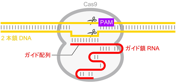 説明図・1枚目