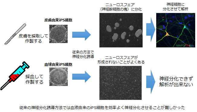 従来の神経分化誘導方法