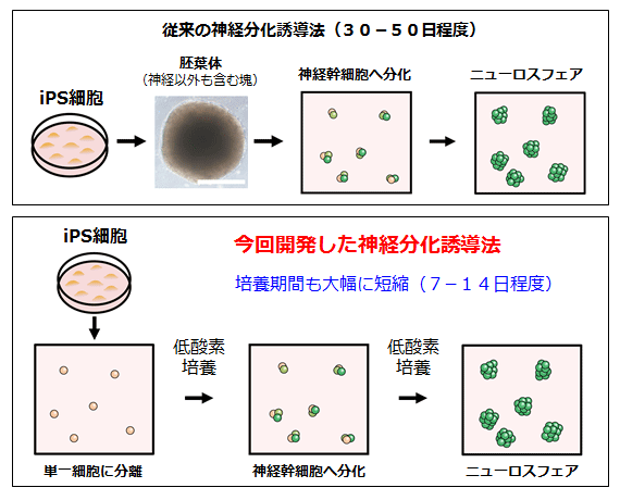 今回開発した神経分化誘導法