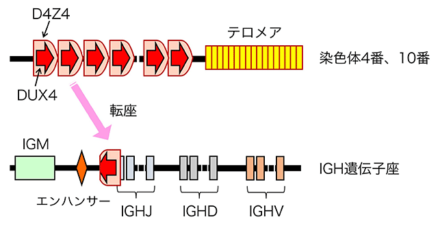 説明図・1枚目