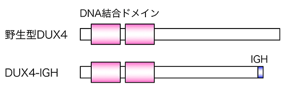 説明図・2枚目