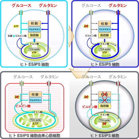 ヒトips細胞におけるグルタミン代謝の特徴を利用し安全性を高めた心筋細胞の作製に成功 心臓の再生医療の実現化を大きく加速 国立研究開発法人日本医療 研究開発機構
