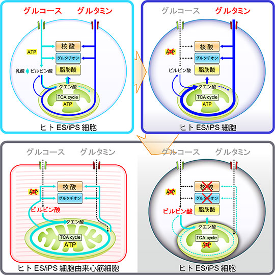 ヒトES・iPS細胞と心筋細胞におけるグルコースおよびグルタミン代謝