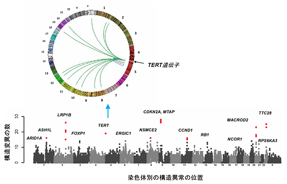 肝臓がんのゲノム構造異常に関わる遺伝子