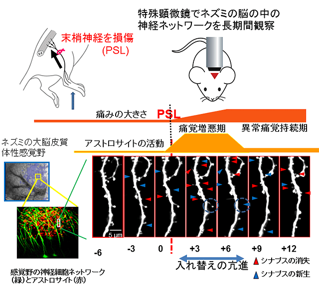 実験の手法と結果