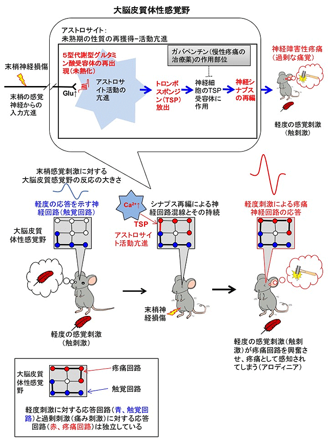 今回の発見内容の模式図