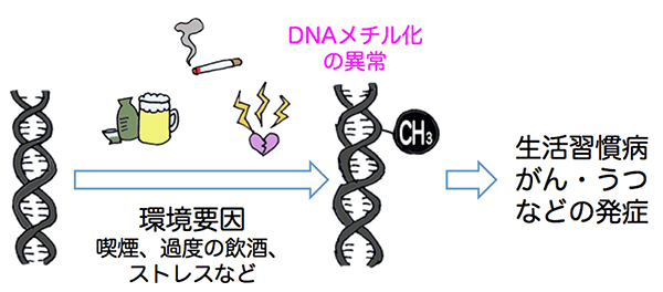 環境要因によるDNAメチル化の異常と疾患発症